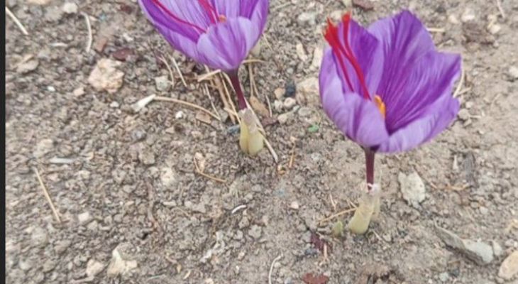برداشت طلای سرخ از پشت پنجره ها